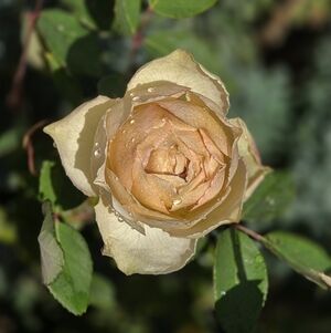 Meet your Posher, Mitzy